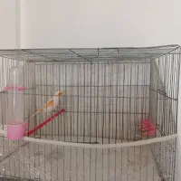 جفت|پرنده|کرمانشاه, |دیوار