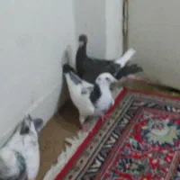 یهودی قهوای ابلق سبز گلدمن ُسبز|پرنده|شیراز, فاضل|دیوار