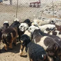 فروش بره پرواری
