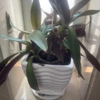 گل موسی در گهواره