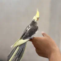 جوجه عروس هلندی دونخور