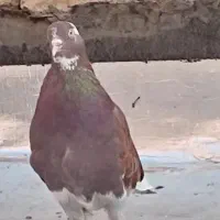 کفتر ماده سوسکی خوب و پرشی