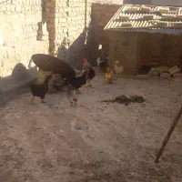 پرنده مرغ خروس|حیوانات مزرعه|قم, شهرک امام حسن|دیوار