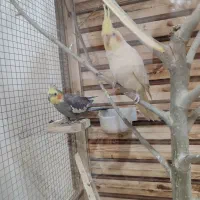 یک جفت عروس هلندی زیبا