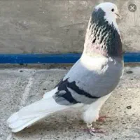 کفتر