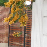 اجاره ویلا باغ درخشان( مستقیم از مالک)
