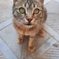 گوربه کوچولو بامزه