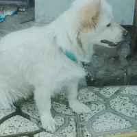 سگ پامرین گم شده|حیوانات|تربت‌حیدریه, طالقانی|دیوار