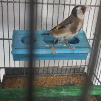 سهره