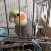 یه جفت عروس هلندی مولد با تخک و قفس