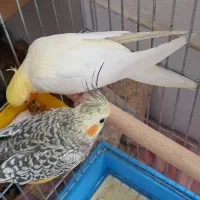 طوطی عروس هلندی|پرنده|مرودشت, تخت جمشید|دیوار