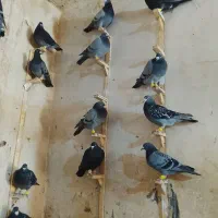 کفتر آلمانی
