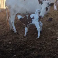 گاو|حیوانات مزرعه|فراغی, |دیوار