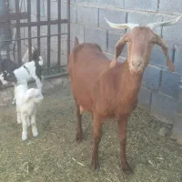 بزدورگ شیرا