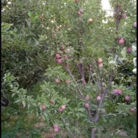 ویلاباغ دارای مجوز ساخت وبرق براسفالت|فروش خانه و ویلا|ارومیه, |دیوار