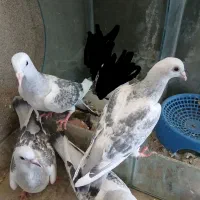 چهار تا کبوتر مینا شامی مگس