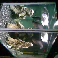 آکواریوم بزرگ و کوچک|لوازم جانبی حیوانات|اندیشه, اندیشه فاز ۲|دیوار