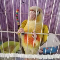 گرینچیک دستی|پرنده|مشهد, حسین‌آباد|دیوار