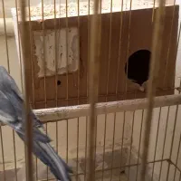 عروس هلندی ومرغ مینا