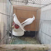 آلبینو وایت فیس مولد|پرنده|خمینیشهر, |دیوار