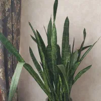 گل سانسوریا پوست ماری سایز بزرگ