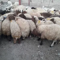 میش یا بره|حیوانات مزرعه|آبدانان, |دیوار