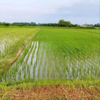 زمین کشاورزی ۴۹۰۰متری خوش محصول در لیموچاه