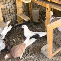 شازده زرد ماده قرچک