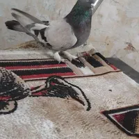 نقره ای عتیقه