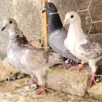 کبوتر آلمانی  رنگه|پرنده|مشهد, دوست آباد|دیوار