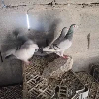 پلاکی|پرنده|کهنوج, |دیوار