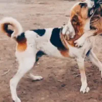 واگذاری سگ سرابی