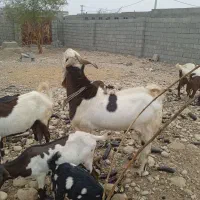 نری پاکستانی|حیوانات مزرعه|قلعه قاضی, |دیوار