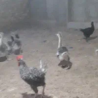 بوقلمون