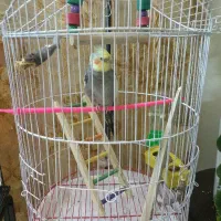 عروس هلندی سخنگو