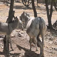 فروش الاغ گله ای ماده با کره ماده