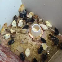 جوجه مرغ