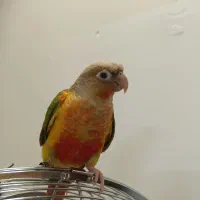 گرینچیک|پرنده|مشهد, کارمندان دوم|دیوار