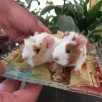 توله خوکچه 4عدد