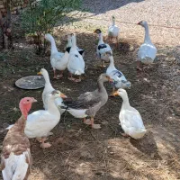 ۹ عدد غاز  دو  رگه