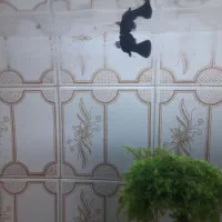 یک عدد مولی بلک|ماهی|شاهرود, |دیوار