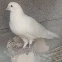نر سفید. پاک بدون یک زره خطا|پرنده|کهنوج, |دیوار
