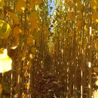 فروش صنوبر تبریزی|خدمات باغبانی و درختکاری|فیروزآباد (آذربایجان), |دیوار