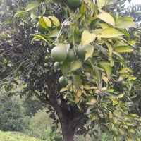 فروش سه تن پرتقال سردرختی