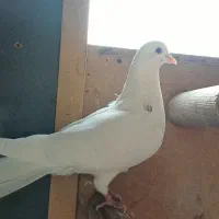 کفتر طلا|پرنده|مشکیندشت, |دیوار