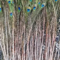 ‌ پرطاووس هندی فروش