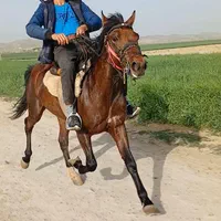 اسب‌اصیل‌یورقه‌۲ساله‌‌‌‌‌پسرتوفان‌قهرمان‌‌|اسب و تجهیزات اسب‌سواری|قوچان, |دیوار