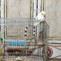 عروس هلندی|پرنده|ایرانشهر, |دیوار