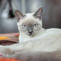 گم شده منطقه باغستان کرج