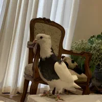 طوقی|پرنده|کرج, فاز ۱ مهرشهر|دیوار